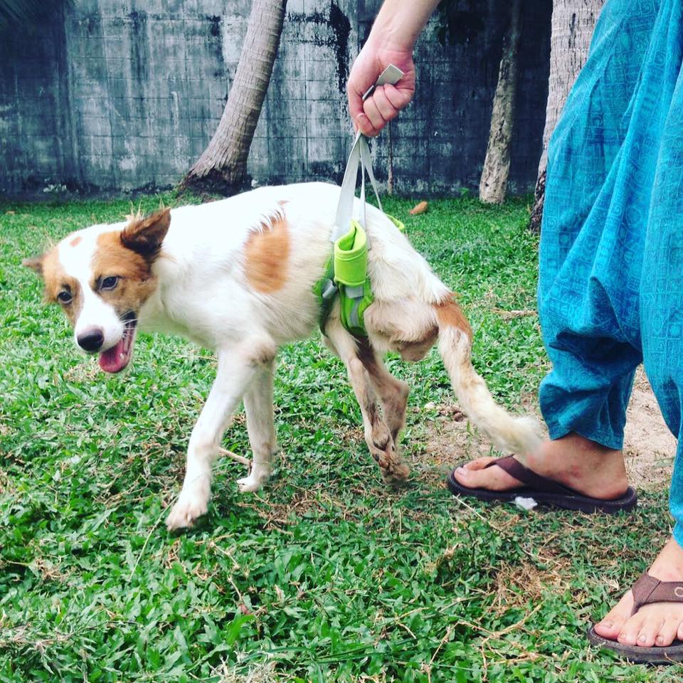 Source: Facebook/Thai Street Paws Rescue