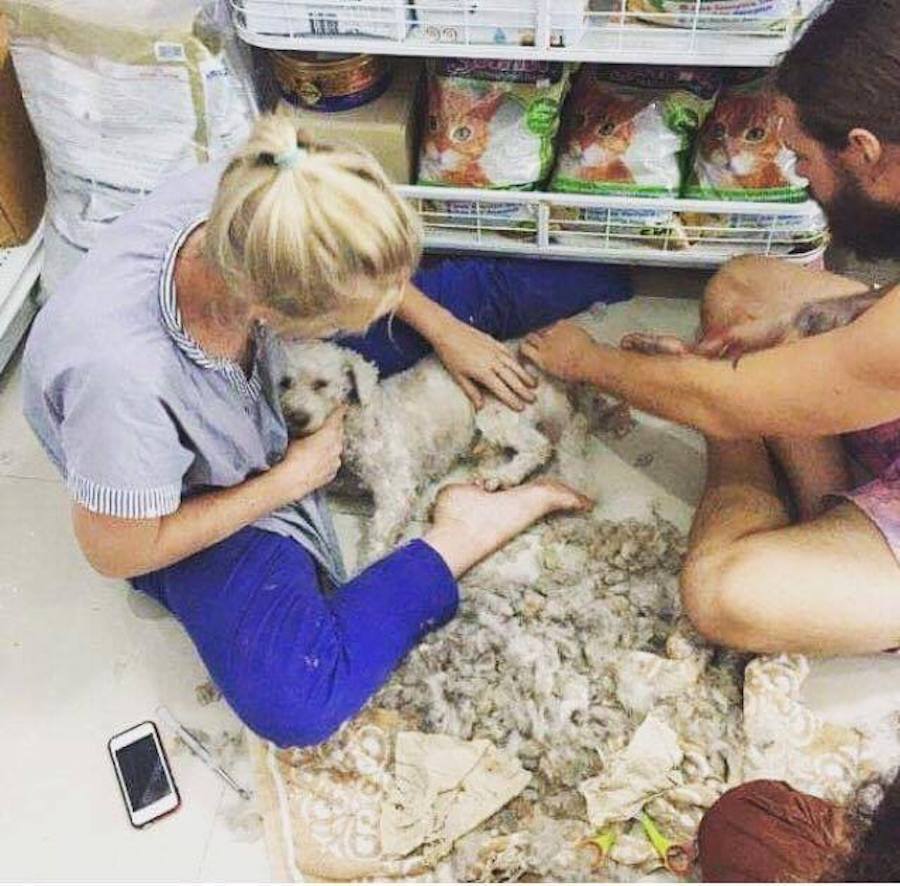 Source: Facebook/Thai Street Paws Rescue