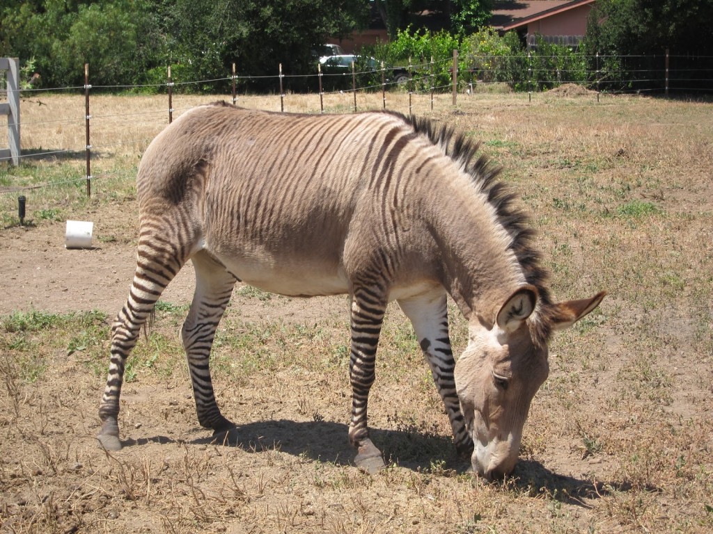 Source: Zonkey