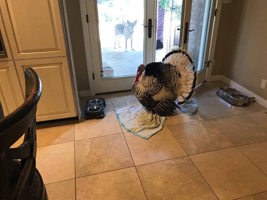 Source: Facebook/Albert The Turkey