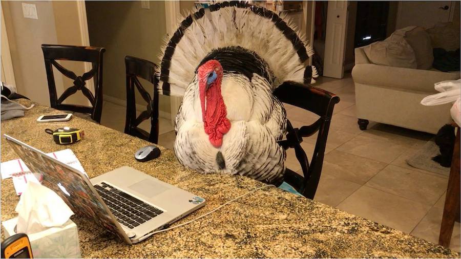 Source: Facebook/Albert The Turkey