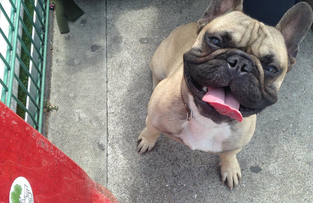 Meet Eroc, the Famous French Bulldog Who Skated With Tony Hawk