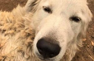 This Goat-Herding Dog Faced A Wildfire, And It Seemed Like He Did His Job To The End